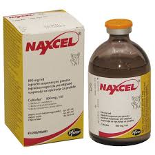 naxcel