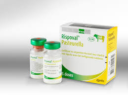 Buy Rispoval Pasteurella 25D