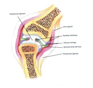 Equine Joint Health